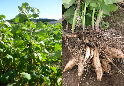 青森の東北町で、無農薬、有機栽培で育てられた健康野菜ヤーコン